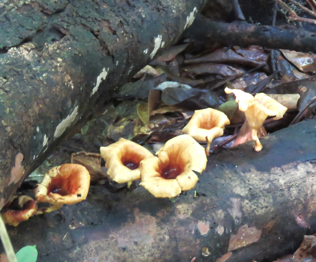 Lentinus sajor-caju