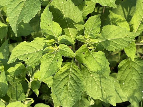 Solanum nigrescens