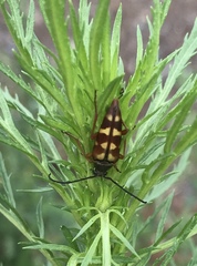 Typocerus velutinus