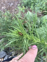 Typocerus velutinus