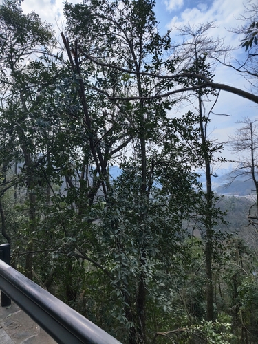 Foto de Camélia-do-chá