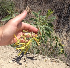 Nicotiana glauca