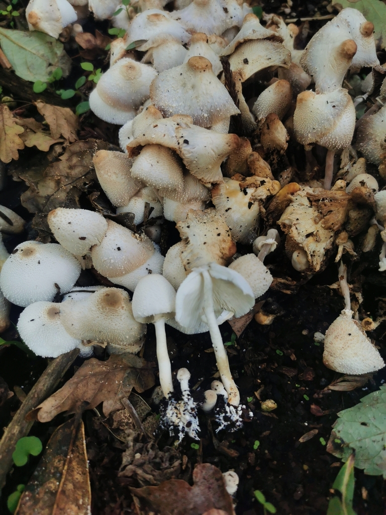 Leucocoprinus cepistipes · April 2025 · photo: © kizzie1 (iNaturalist, cc0)