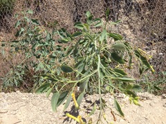 Nicotiana glauca