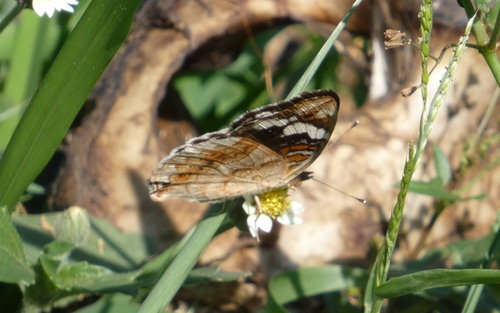Blue-spot Pansy