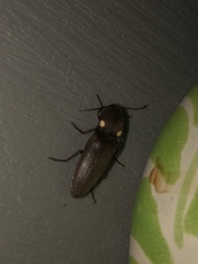 Deilelater physoderus