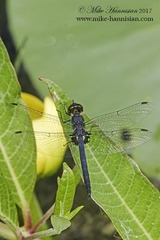 Celithemis verna