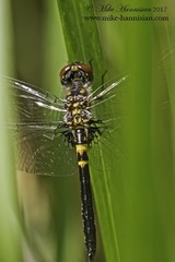 Celithemis verna