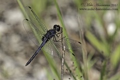 Celithemis verna