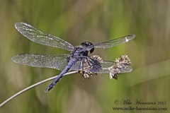 Celithemis verna