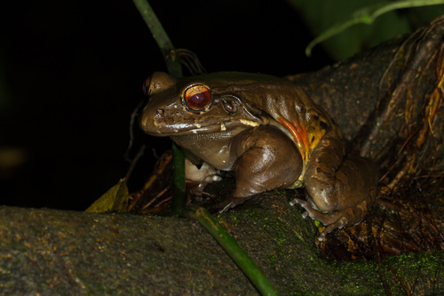 Savage's Thin-toed Frog, Ara Ambigua Lodge, Heredia Province, Puerto Viejo de Sarapiqui, Barrio La Guaria, Costa Rica, photo 9 of 10