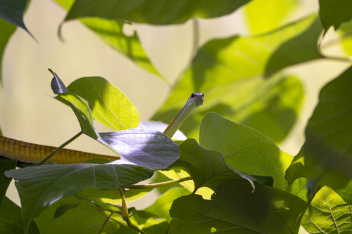 Common Tree Snake sighting