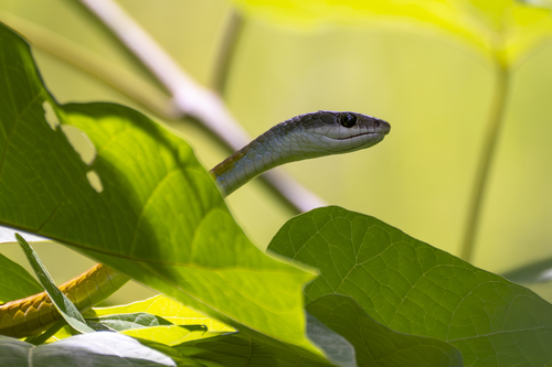 Common Tree Snake sighting