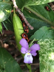 Viola bubanii