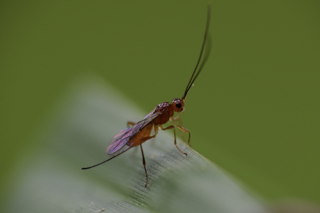 Braconid Wasps in April 2025 by northerly · iNaturalist