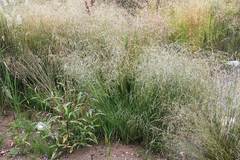 Deschampsia