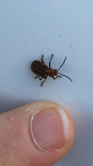 Neolochmaea dilatipennis