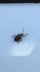 Neolochmaea dilatipennis