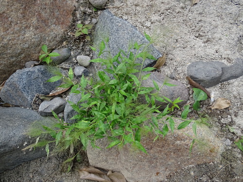 Tropical Panic Grass (Panicum trichoides)