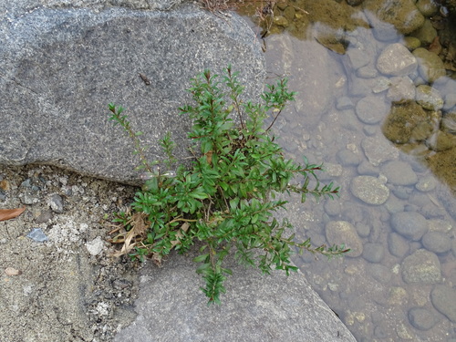 Cuphea hyssopifolia