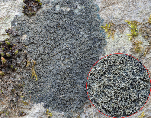 Blackthread Lichen