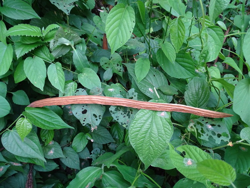 Handroanthus guayacan (Seem.) S.O.Grose