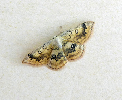 Cyclophora annularia