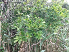 Amelanchier canadensis