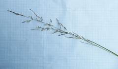 Deschampsia