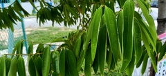 Cinnamomum iners