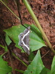 Chiasmia nora