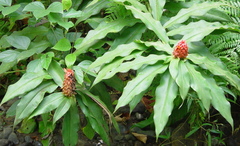 Costus lima