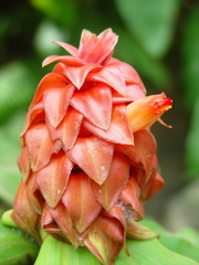 Costus lima