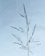 Deschampsia
