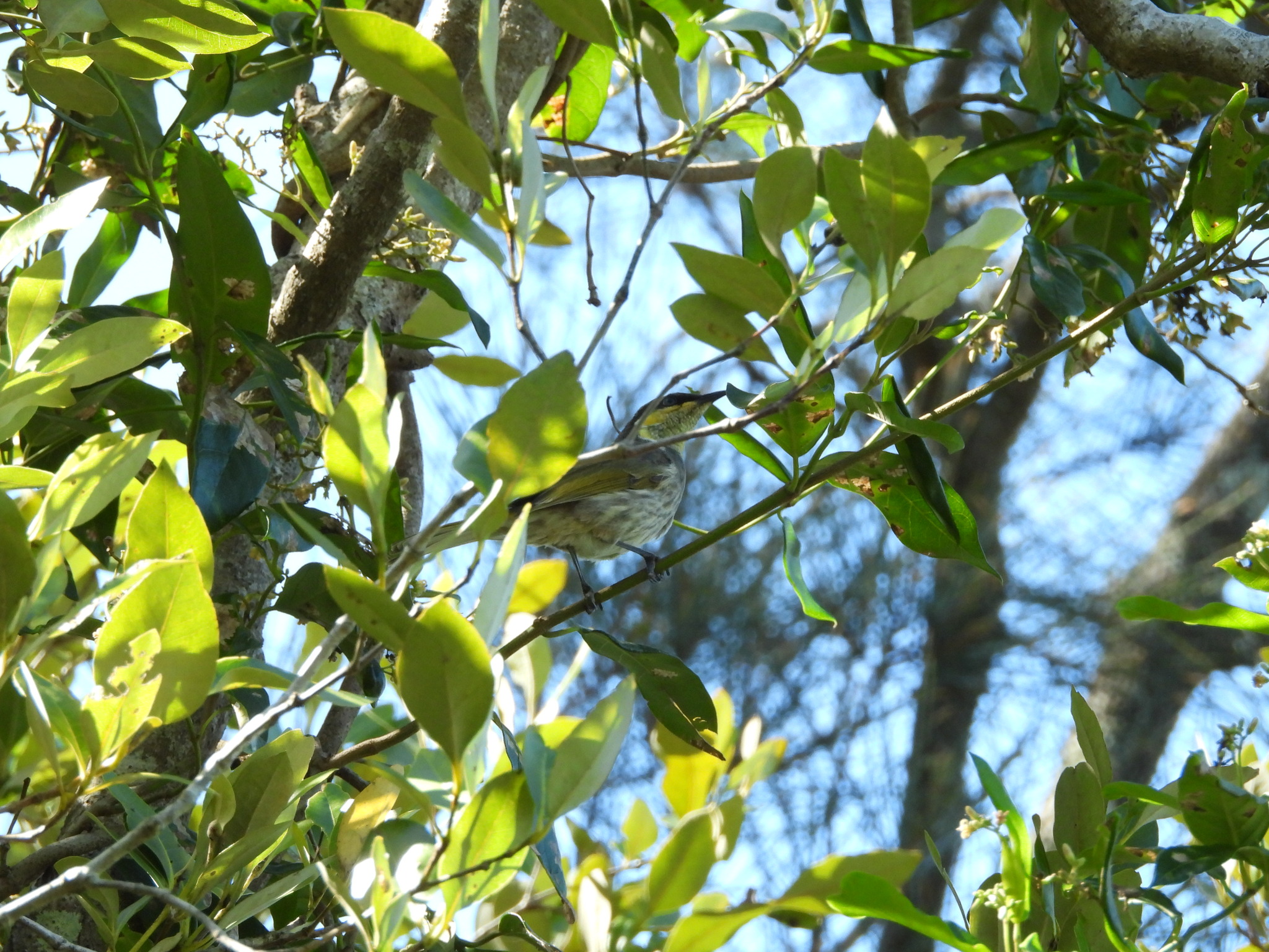 Mangrove Honeyeater illustration
