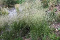 Deschampsia