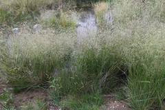 Deschampsia