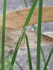 Oecanthus antennalis