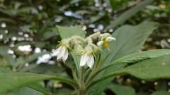 Solanum umbellatum
