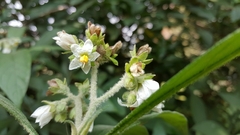 Solanum umbellatum