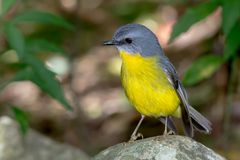 Eastern Yellow Robin photo 3
