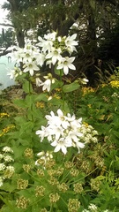 Campanula lactiflora