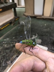 Anax parthenope julius