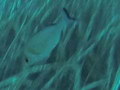 Spondyliosoma cantharus