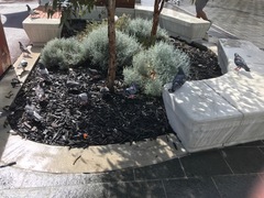 Columba livia domestica