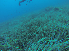 Spondyliosoma cantharus