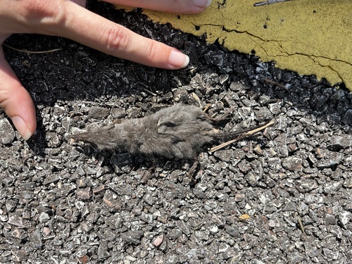 Javanese Shrew (Crocidura maxi) — Least Concern Mammalia