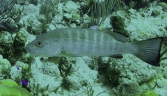 Lutjanus cyanopterus