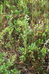 Erigeron manshuricus