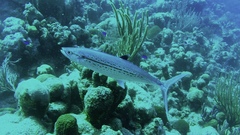 Scomberomorus regalis